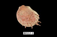 藏品(細刺海菊蛤)的圖片